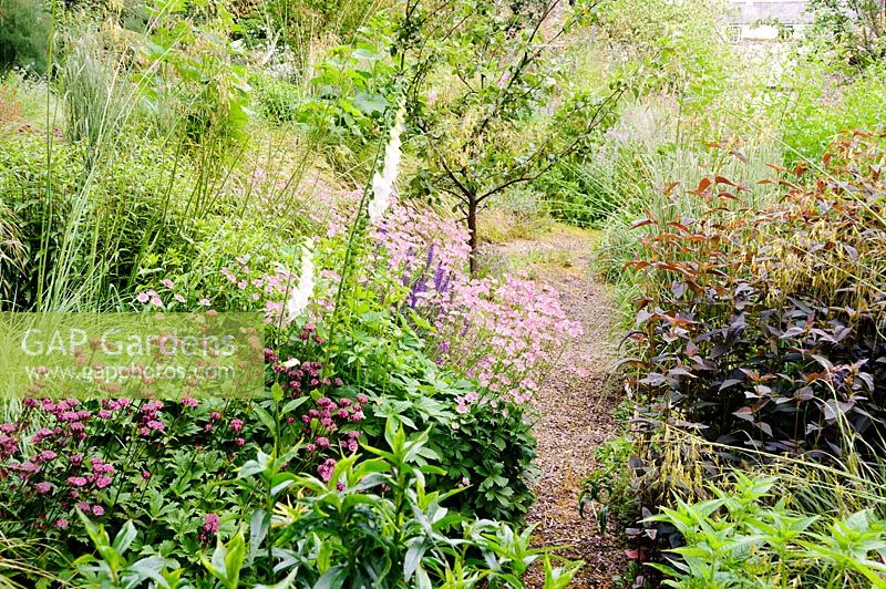 Cottage-garden beds with a mix of perennials such as astrantia and dark leaved
Lysimachia ciliata 'Firecracker' with self-seeded foxgloves 
