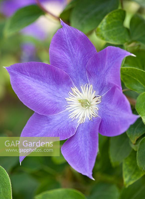 Clematis 'Dianas Delight'