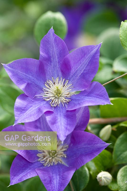 Clematis 'Dianas Delight'