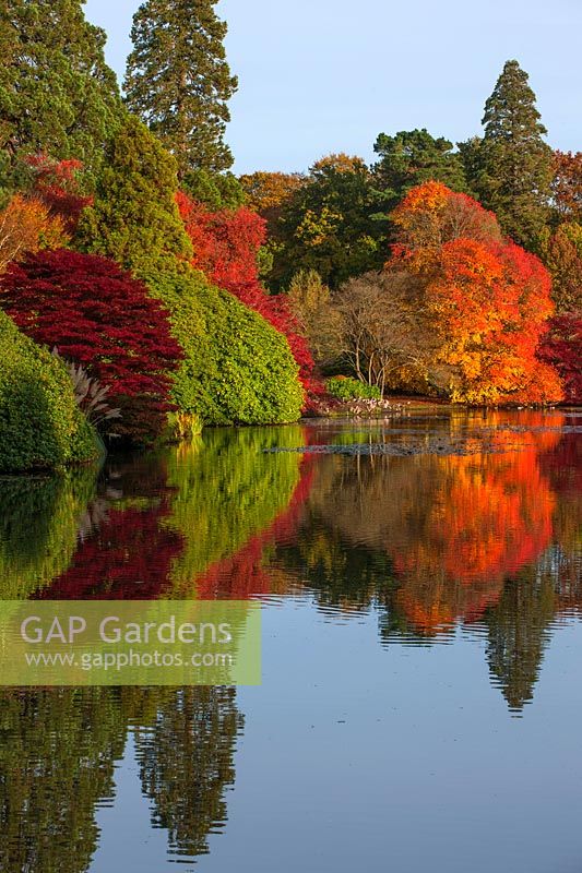 Autumnal trees reflected in lake, National Trust - Sheffield Park and Garden, East Sussex.