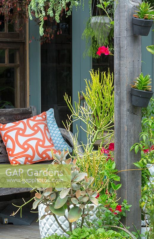 A Euphorbia tirucalli - Firesticks - in a diamond patterned container next to a potted Kalanchoe orgyalis  - Copperspoons - displayed beside a timber frame with mounted plant pots. 