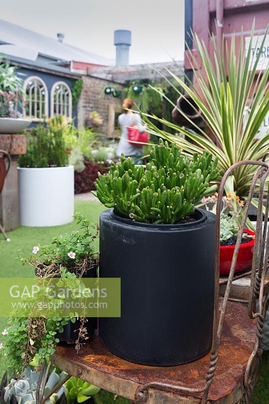 A matt black pot planted with a succulent, Crassula ovata, 'Gollum'. 