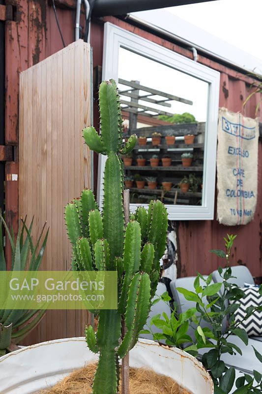 Euphorbia ingens, Cowboy Cactus with succulents reflected in mirror.