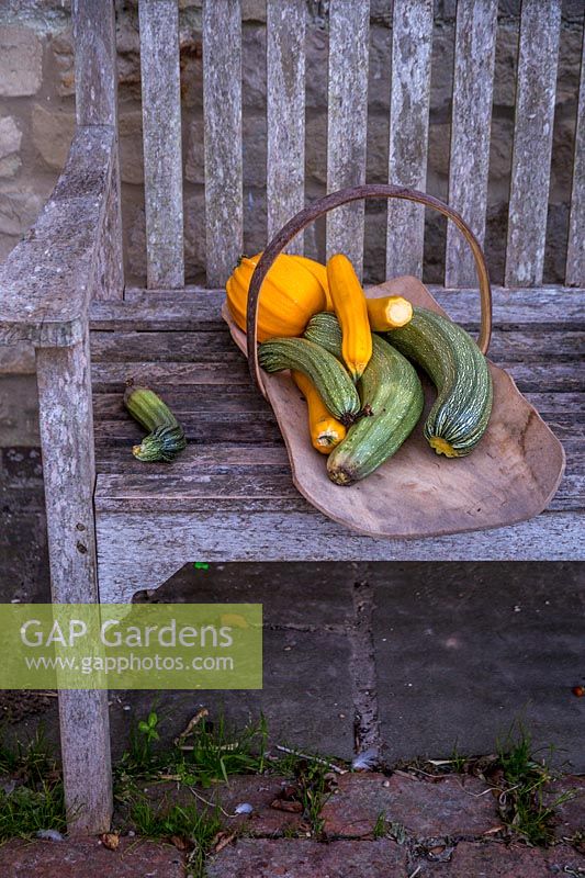 Squash and courgettes freshly harvested from the potager