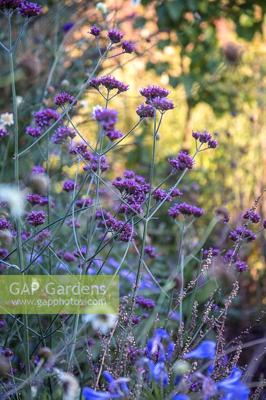 Verbena bonariensis