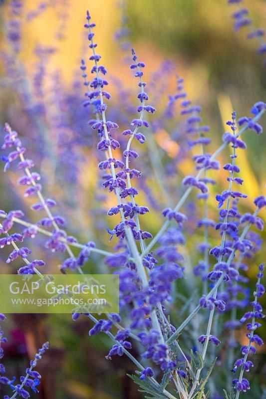 Perovskia atriplicifolia 'Russian sage'