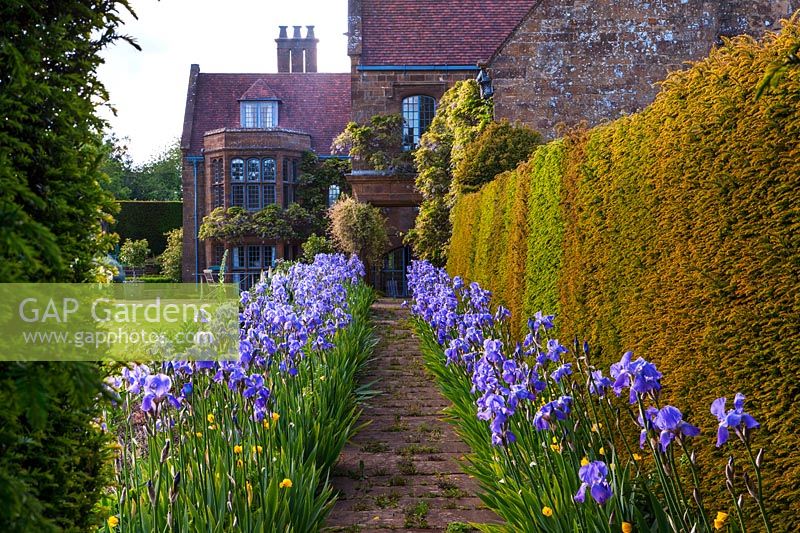 View to yew hedge with path lined with Iris 