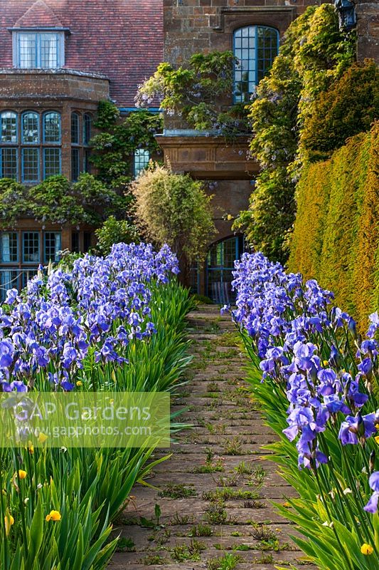 A garden path leading to a Manor House, lined with double flowering border of blue Iris. 
