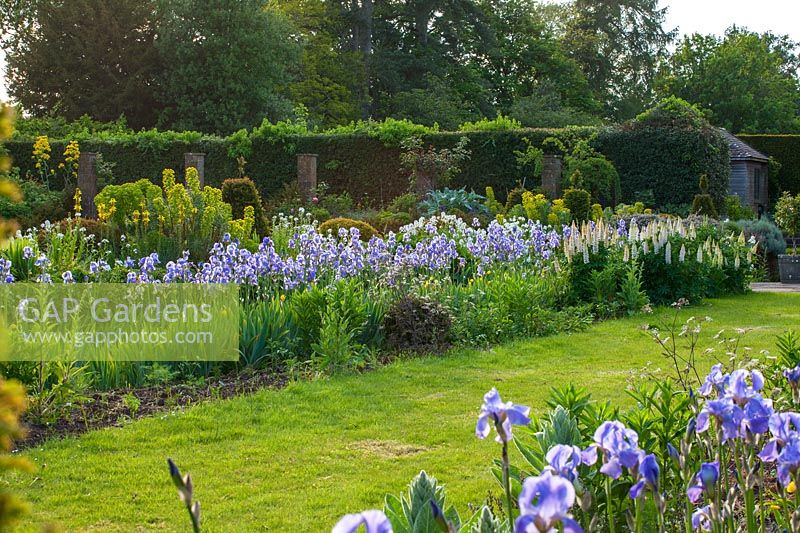 Grass and border with white lupins and Blue Iris, Oxfordshire.