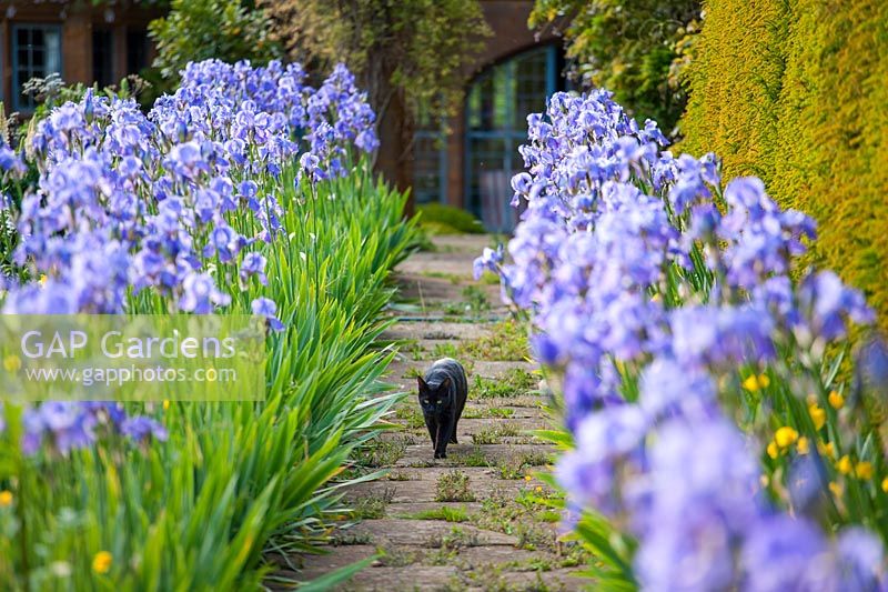 Black cat on stone path with Blue Iris, Oxfordshire.