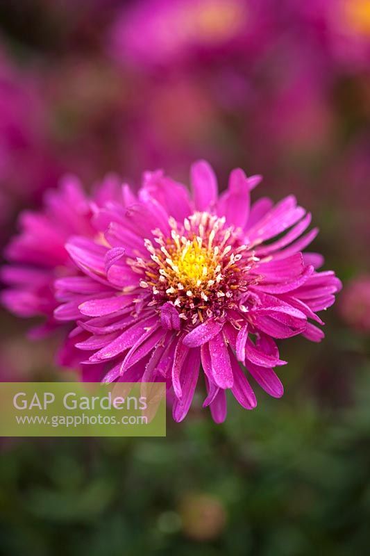 Aster novi - Belgii feckenham rival.