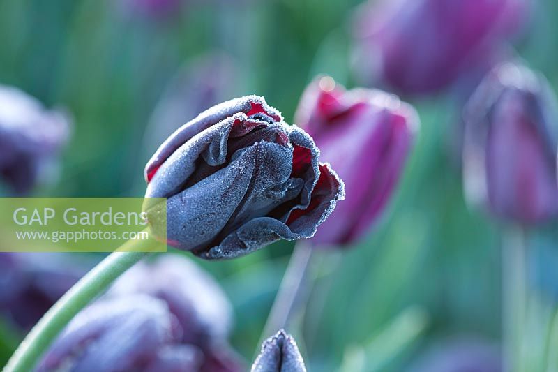 Tulipa 'Paul Scherer'
