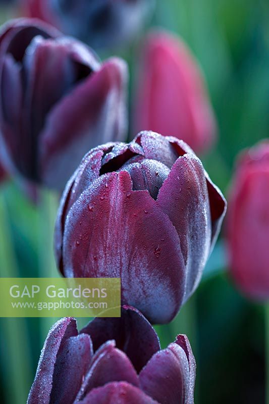 Tulipa 'Paul Scherer'