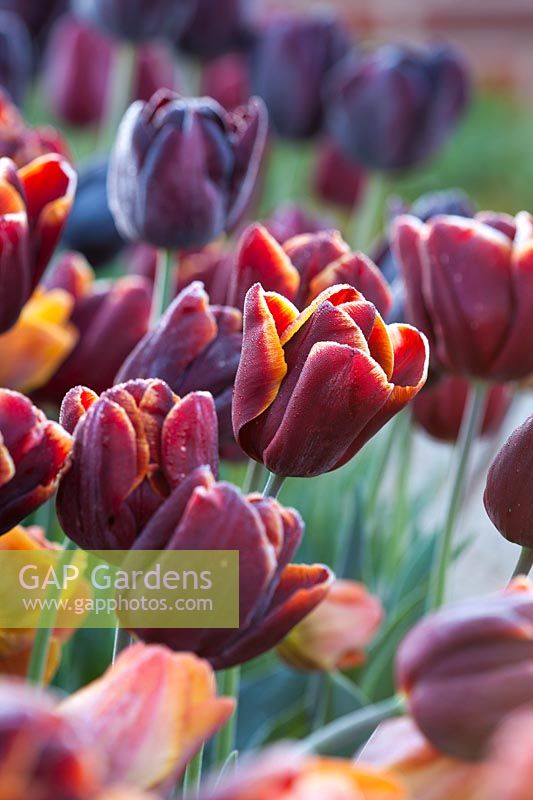 Tulipa 'Abu Hassan'.