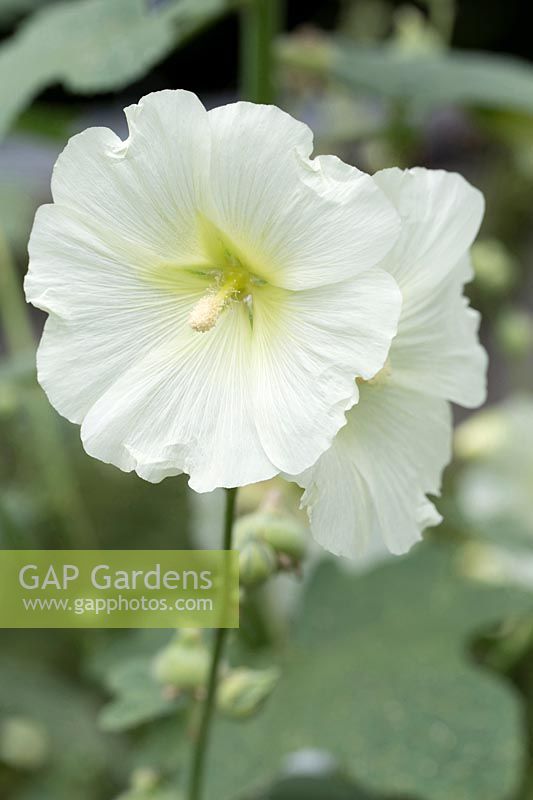 Alcea 'Nudiflora'