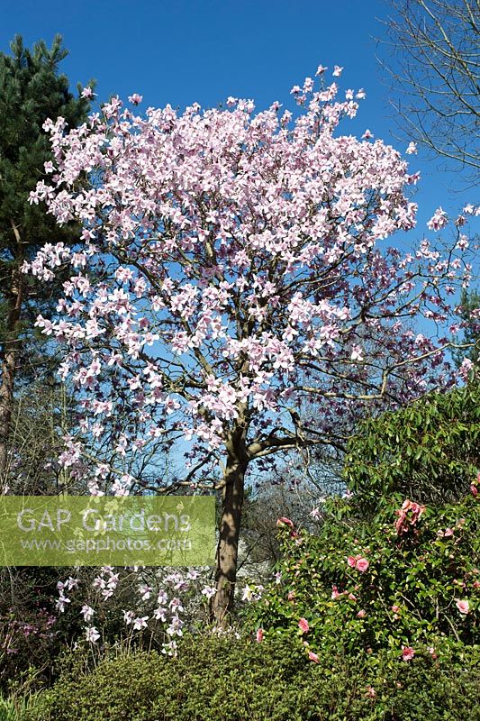 Magnolia 'Sargentiana'