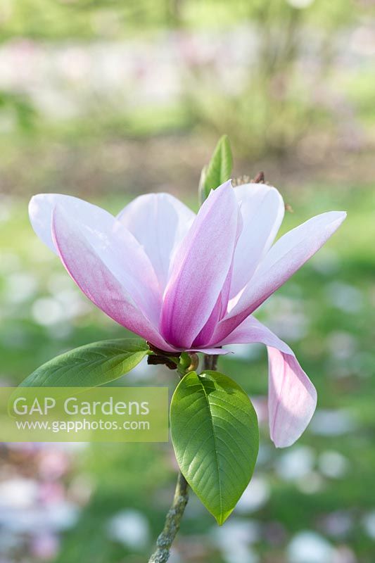 Magnolia 'Star Wars'