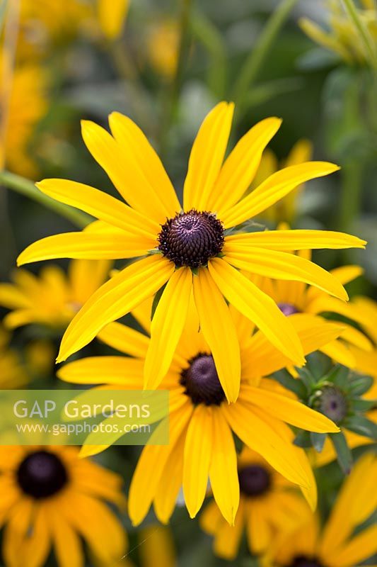 Rudbeckia fulgida var. deamii