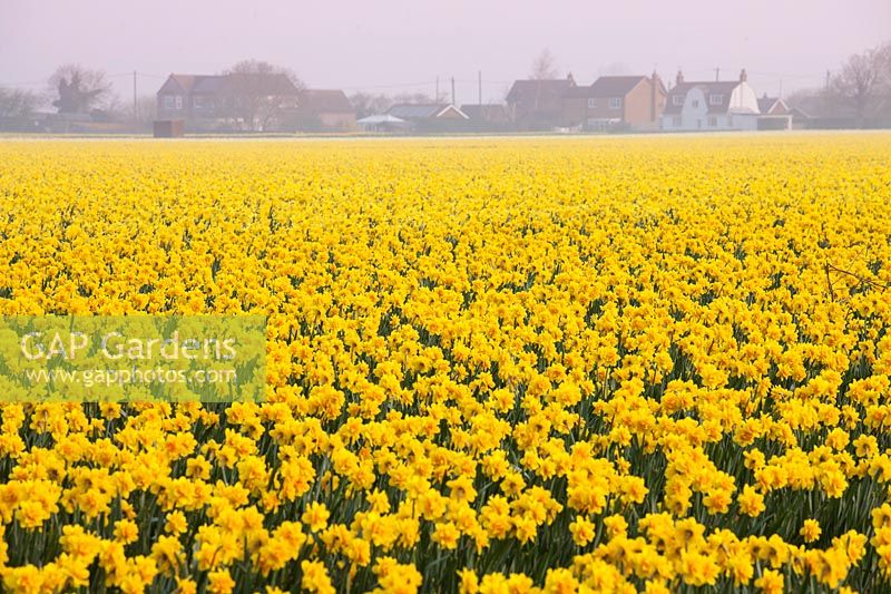 Field of Narcissus carlton, Lincolnshire