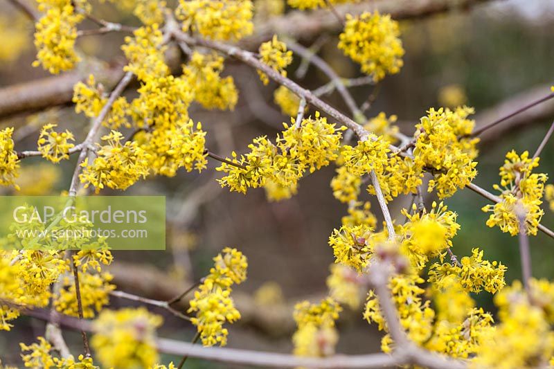 Cornus mas - Cornelian cherry dogwood.