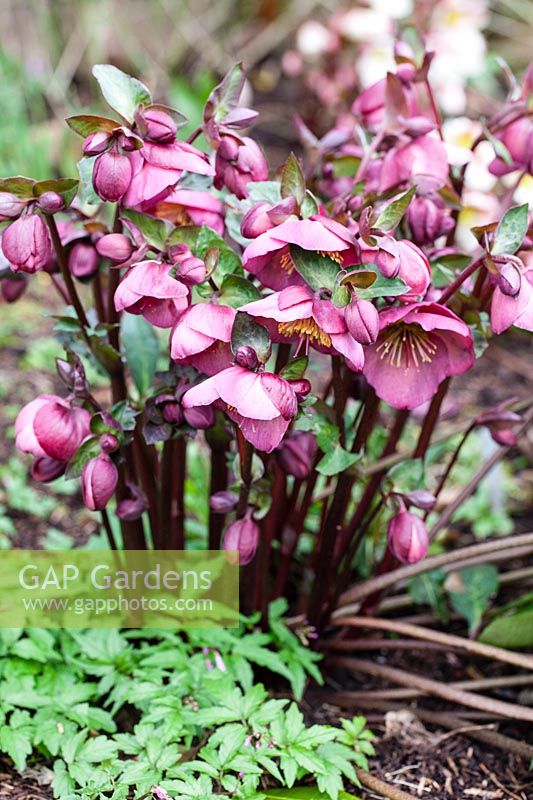 Helleborus x hybridus 'Penny's Pink'