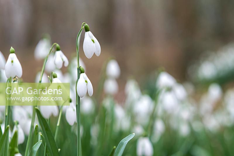 Galanthus 'Brenda troyle' - Snowdrop.