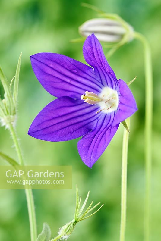 Campanula ramosissima 'Meteora' Bellflower 