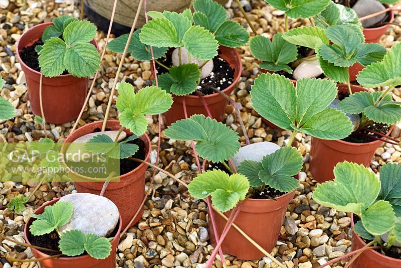 Fragaria x ananassa  - 'Cherry Berry' - Strawberry runners from mother plant held down with stones rooting in pots 