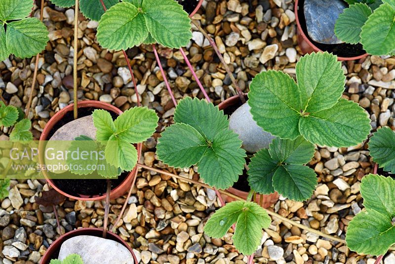 Fragaria x ananassa - 'Cherry Berry' - Strawberry runners from mother plant held down with stones rooting in pots 