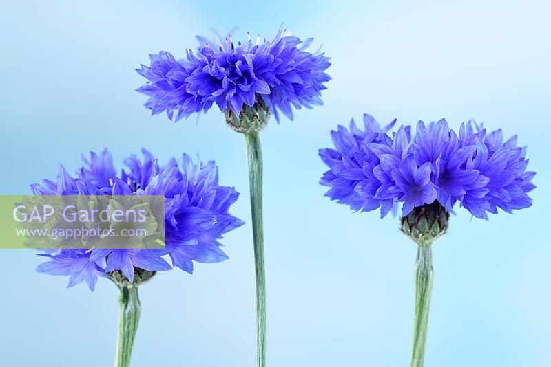 Centaurea cyanus  'Blue Diadem' - Cornflower