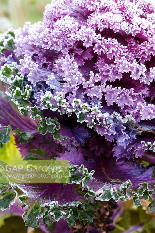 Brassica oleracea 'Kamone Red' frost covered leaves