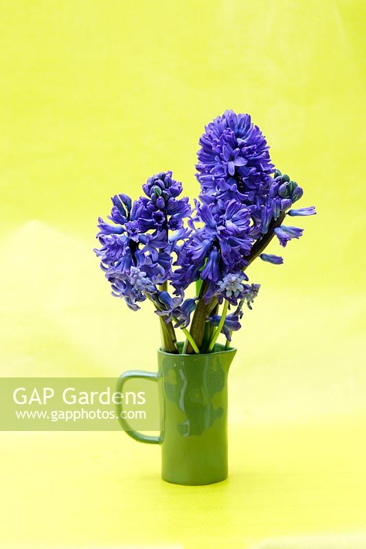 Hyacinthus orientalis 'Delft Blue', Muscari - Hyacinth in green handmade jug, yellow background