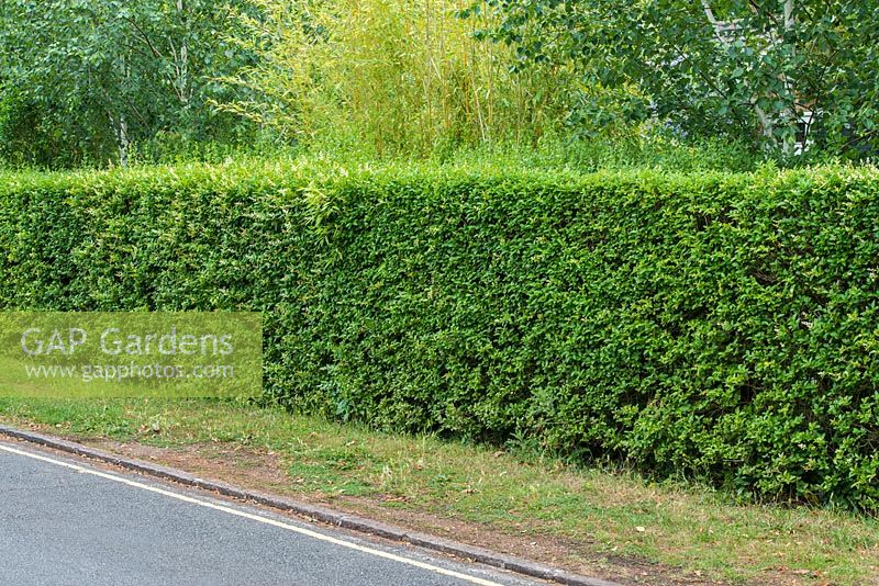 A privet hedge of Ligustrum ovalifolium.