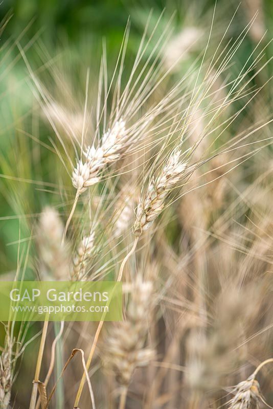 Triticum durum - durum wheat