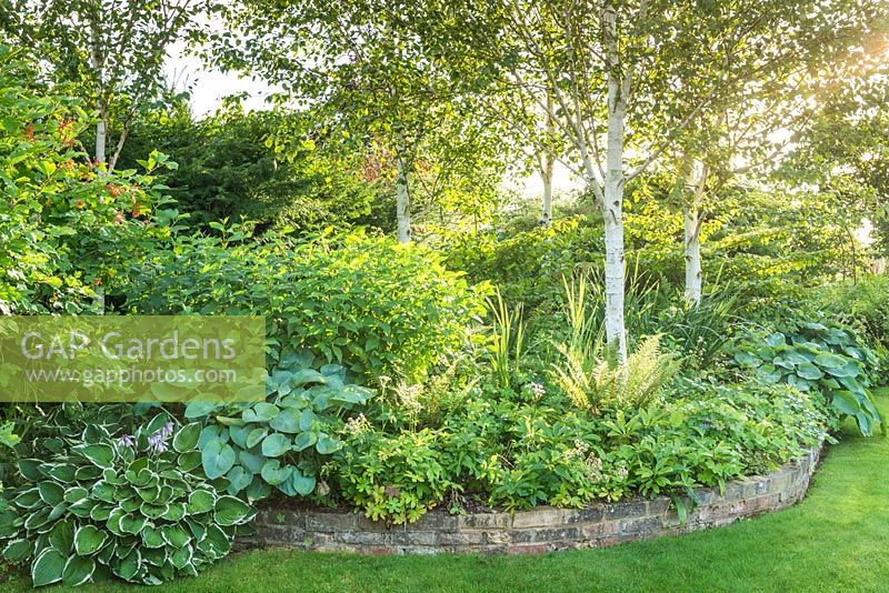 A raised brick edged bed planted with Betula - Birch - and herbaceous perennials. 