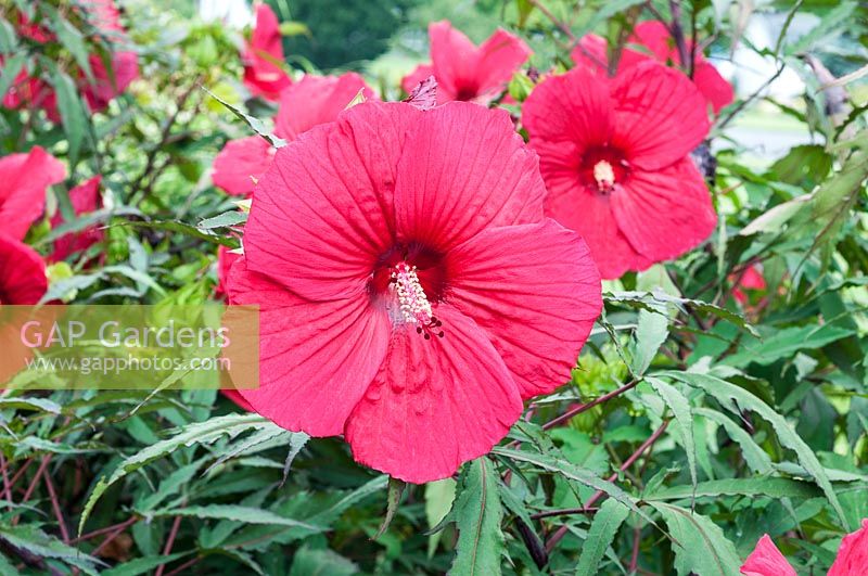 Hibiscus 'Fireball' - day lily 