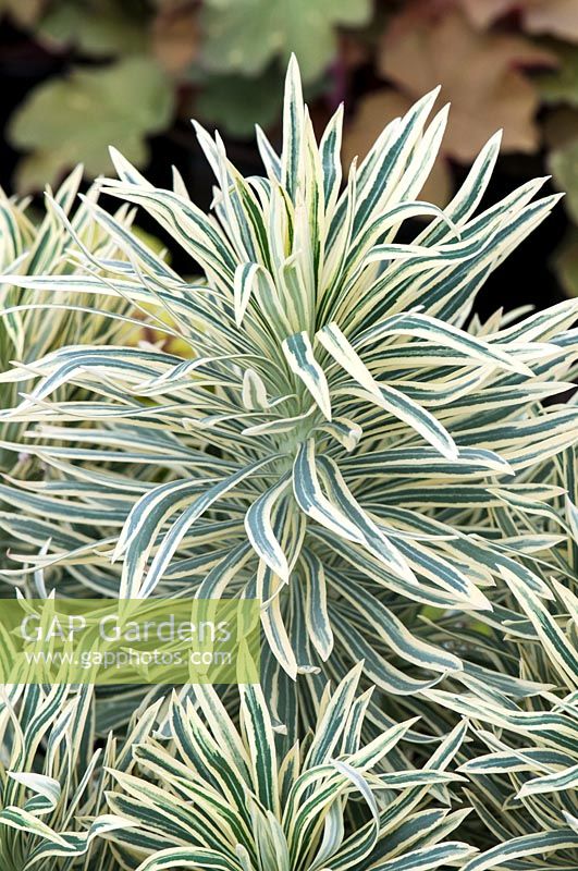 Euphorbia characias 'Tasmanian Tiger' - spurge