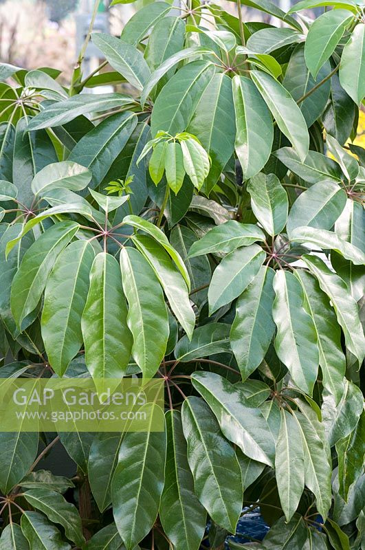 Schefflera actinophylla - Queensland umbrella tree
