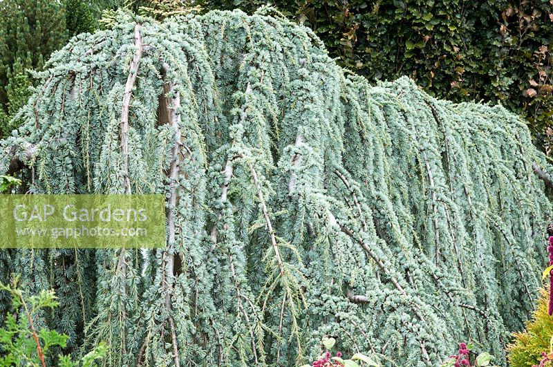 Cedrus atlantica Glauca Group 'Glauca Pendula'