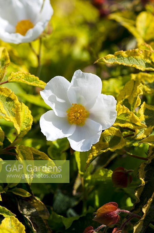 Cistus x hybridus 'Gold Prize' - rock rose
