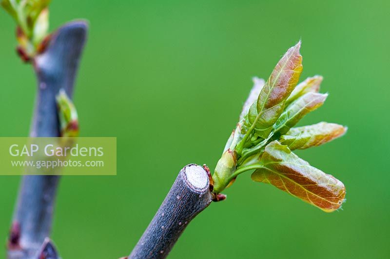 New shoots on Populus stem. 