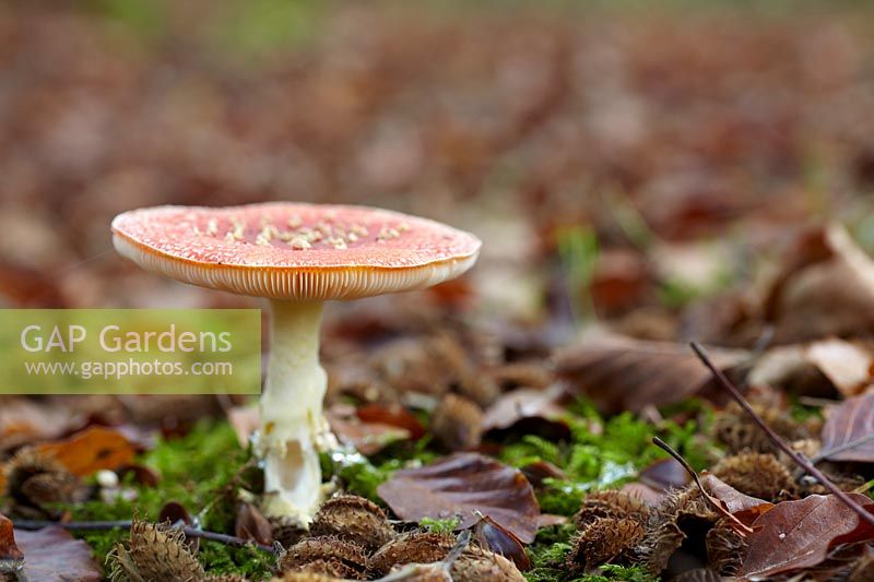 Amanita muscaria