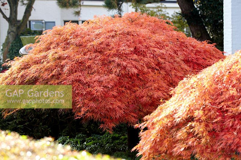 Acer palmatum 'Dissectum' - cut-leaved japanese maple