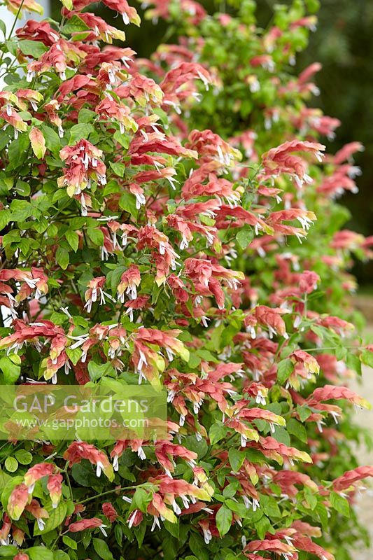 Justicia brandegeeana - shrimp plant