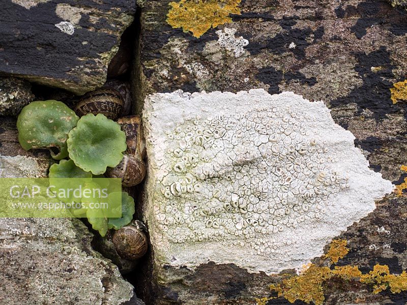 Snails in crevice of stone wall with Pennywort and Lichen