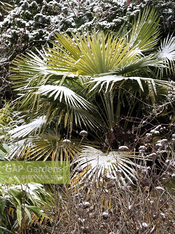 Snow covering on Trachycarpus fortunei - Chinese windmill palm
