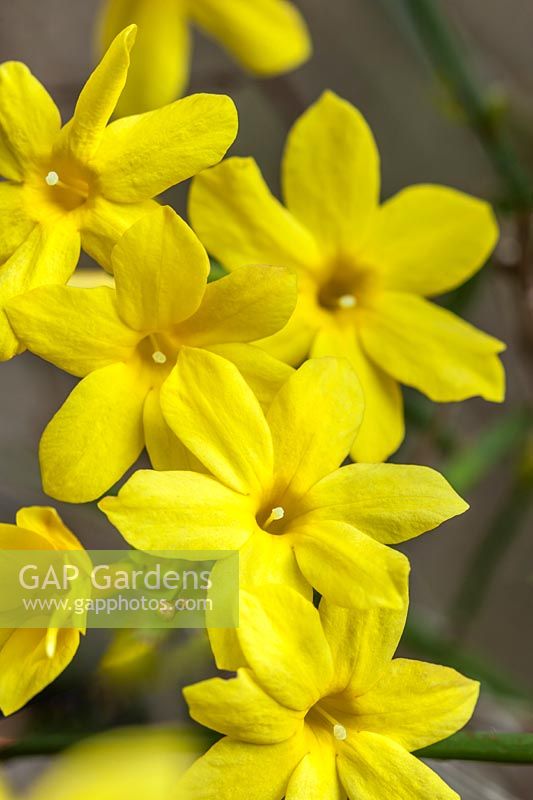 Jasminum nudiflorum - winter jasmine