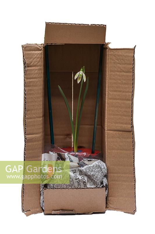 Galanthus - Snowdrop sent in flower by post. 