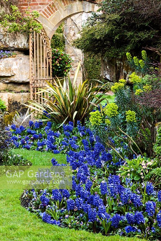 Hyacinthus orientalis 'Delft Blue' growing in curved beds at Hever Castle, Kent. 