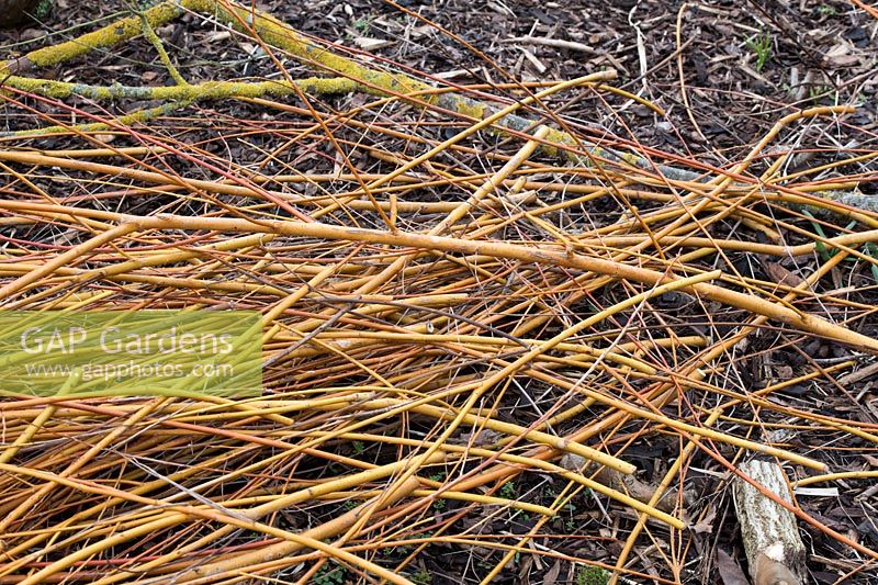 Salix alba var. vitellina 'Yelverton'  - Pollarded Golden willow, Surrey